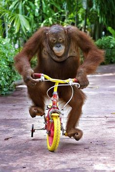 Monkey on his bike